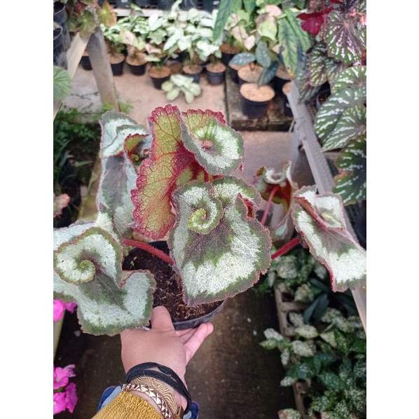 Tanaman Hias Begonia Keong Rimbun