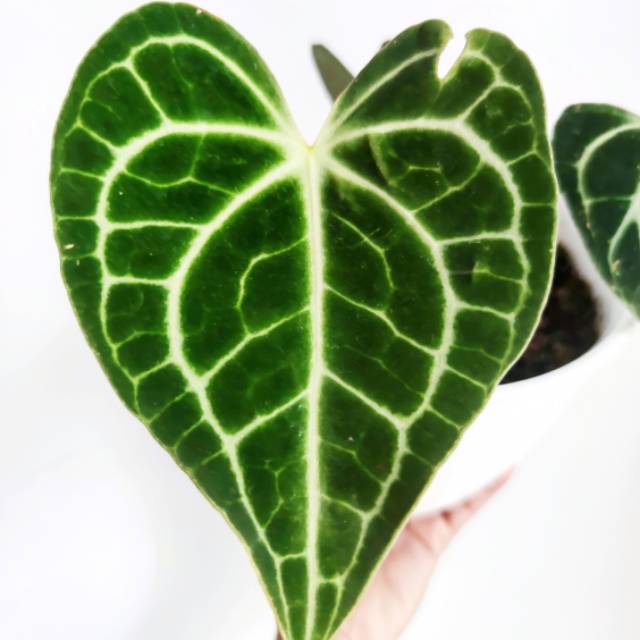 manda.alvita