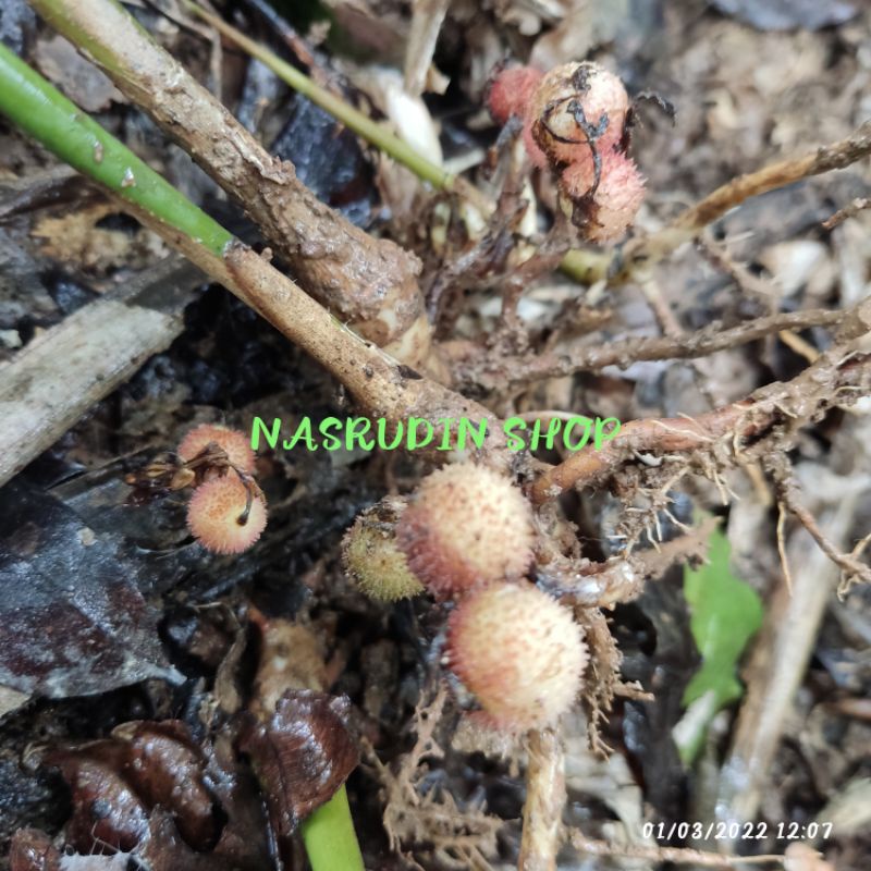 

BIBIT KAPOL LIAR / KAPULAGA HUTAN KAPOL RAMBUTAN ELA