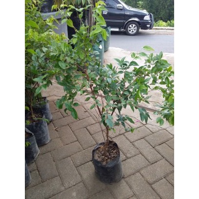 Bibit Anggur Brazil Preco