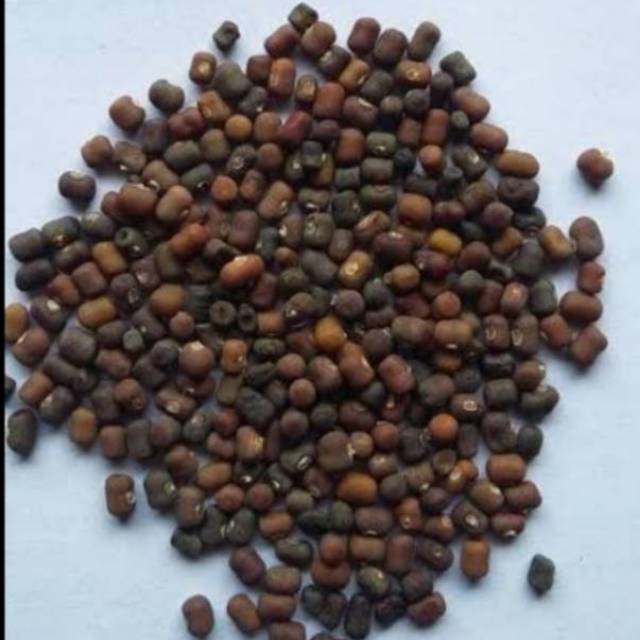 KACANGAN PJ (PUERARIA JAVANICA) Kemasan 5 KG