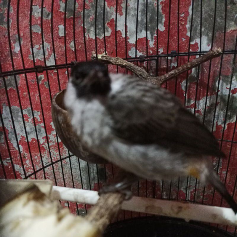 Burung kutilang jinak total