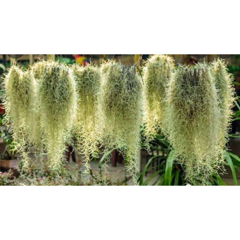 Tanaman hias gantung jenggot Musa tilansia rimbun dan panjang