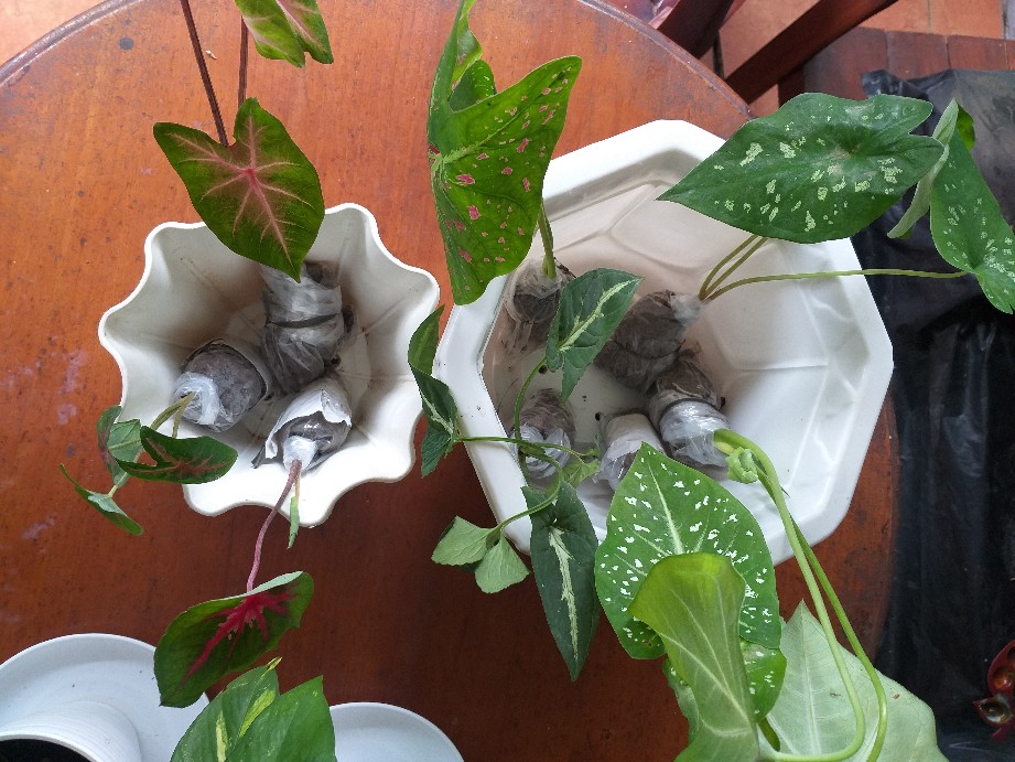 Tanaman Hias Keladi Wedlandi