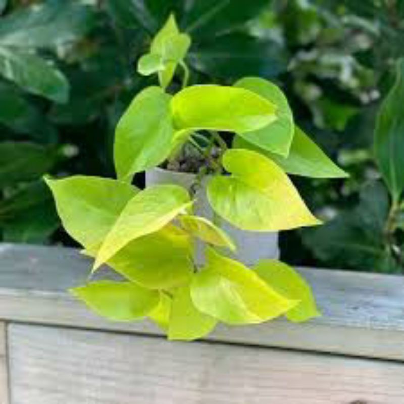 Tanaman pot gantung sirih gading lemon / sirih gading love / sirih gading lemon