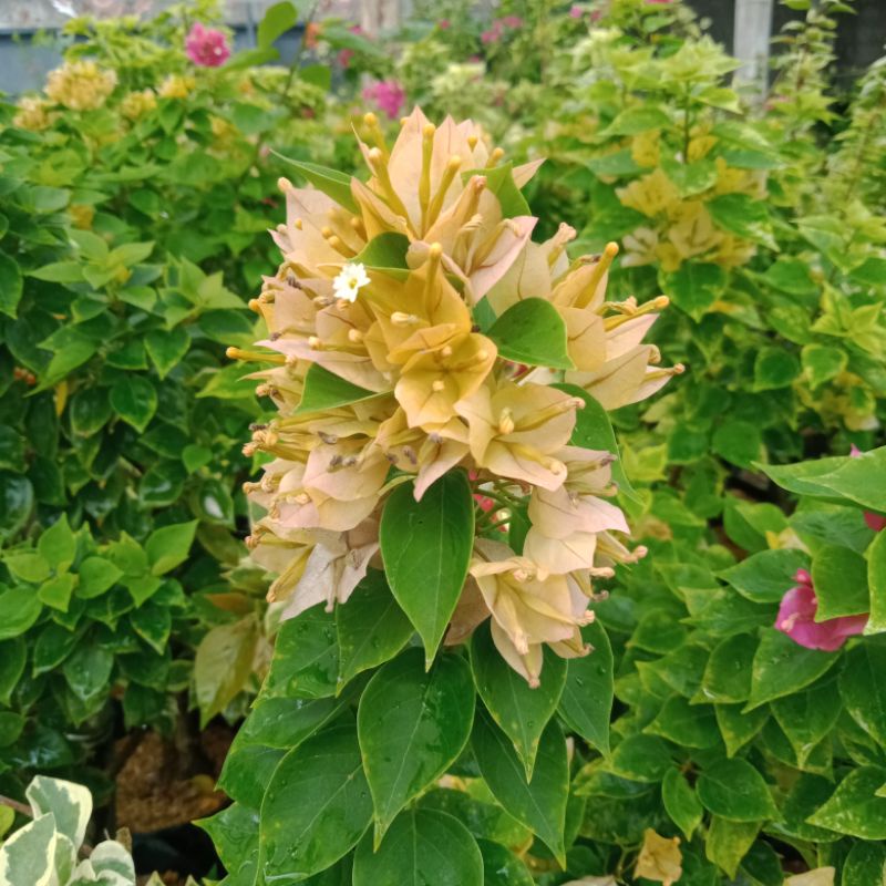 Bougenville Singapore Bahan Bonsai Bunga Warna Kuning