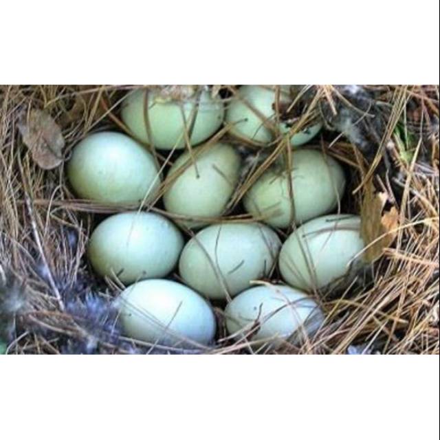 

Telur bebek (mentah)