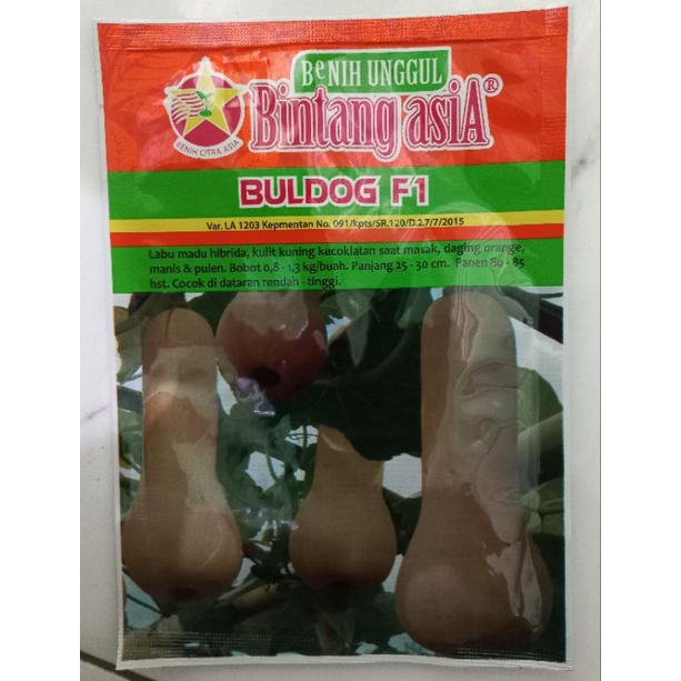 Benih Labu madu BULDOG F1 10 Gram Bintang Asia