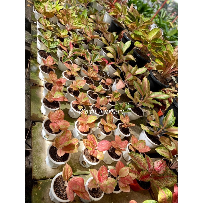 aglaonema Denpasar moon