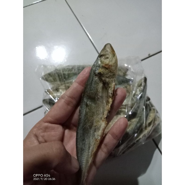 

ikan pedo