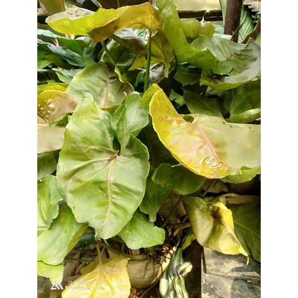 syngonium podophyllum schott