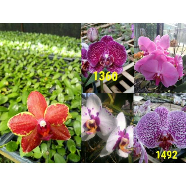 Anggrek bulan dewasa hybrid