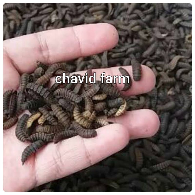 prepupa maggot magot bsf prapupa