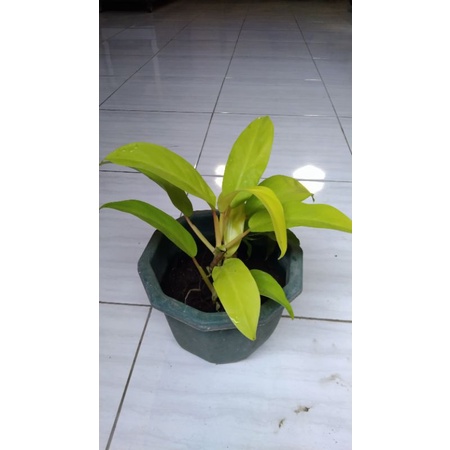 bleesing pilodendron