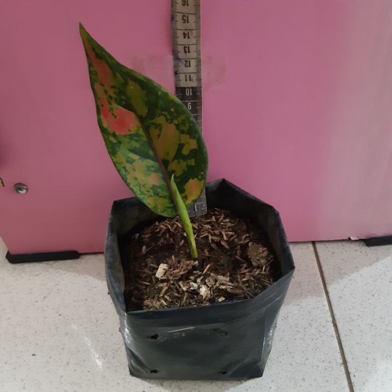 Aglonema Hengheng Anakan, daun satu