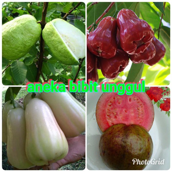 PAKET 4 BIBIT JAMBU KRISTAL HIJAU-KRISTAL MERAH-MADU DELI HIJAU-MADU DELI MERAH