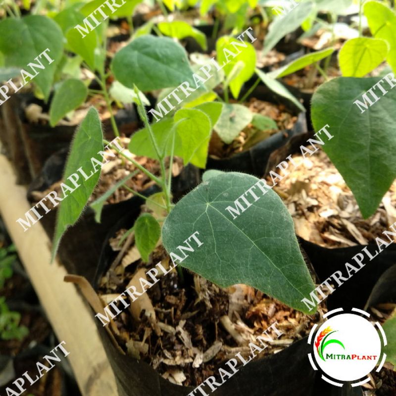Bibit Pohon Cincau Bulu Rambat - Tanaman Daun Cincau Hijau Bulu