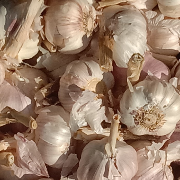 

Siap Kirim Bawang Putih Banci 1Kg