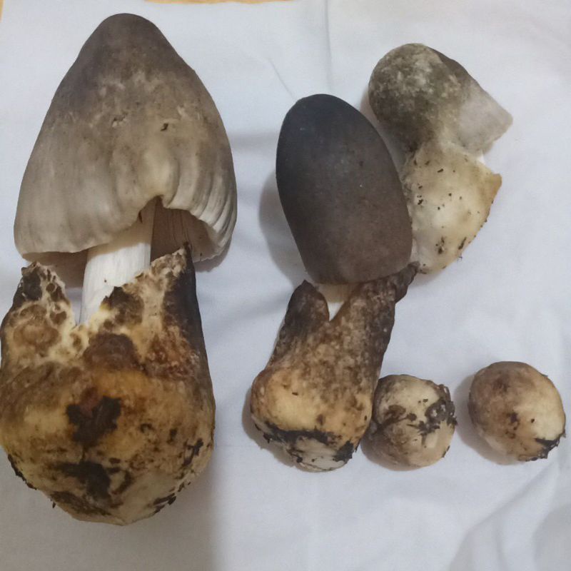 Jual Jamur Pentul / Merang (jamur yg berasal dari tandan kosong sawit) bukan budidaya Shopee