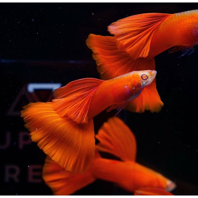 

Ikan guppy albino full redd betina jantan 16 ekor +2
