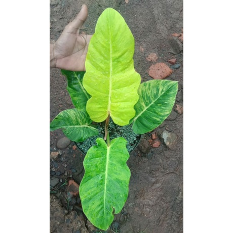 jungle fever variegata murah