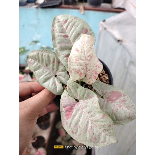 syngonium milk confetti