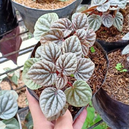Peperomia Caperata Red Silver / Peperomia Chapareta Silver