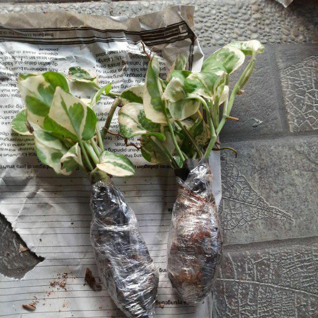 Tanaman Hias Sirih Gading Enjoy - Pohon Sirih Gading Koin - Tanaman Gantung Merambat