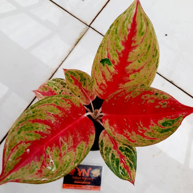 [COD] Tanaman Hias / Agloenema / Aglonema / Aglaonema Red Ndot