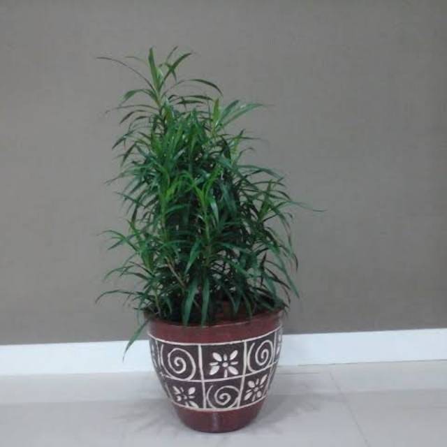 Bibit tanaman suji | Khasiat daun suji | Tanaman suji belut