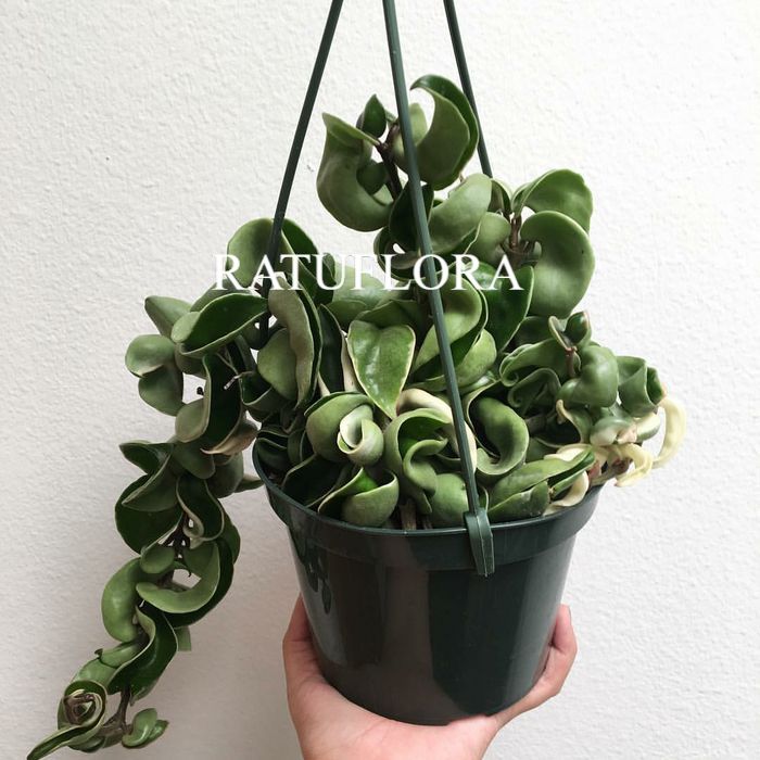 tanaman hias gantung hoya compacta curly - hoya carnosa