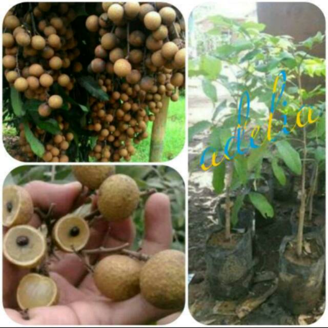 Bibit Kelengkeng 1 (Satu) Jari