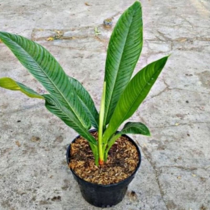 ( BISA COD ) PROMO Tanaman Hias Indoor Philodendron Linnet Lynnete / Tanaman Hidup Anthurium Lynet T