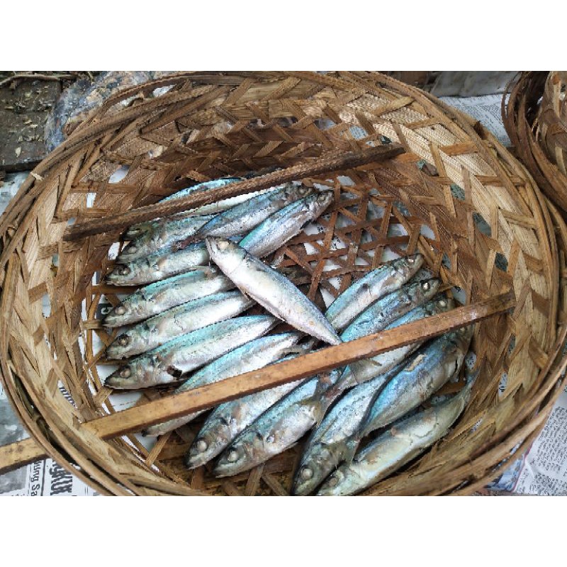 

IKAN CUE MASIH ANGET per buah