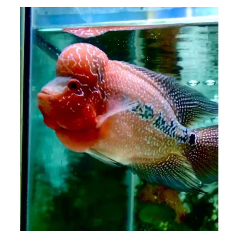 Ikan Louhan/Lohan SRD X Cencu ukuran 2-3cm (promo spesial beli 5 gratis 1)