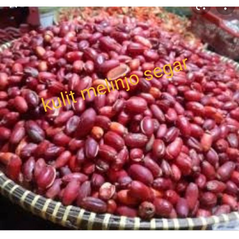 

kulit melinjo fresh 250grm