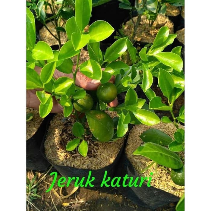 Bibit buah jeruk kasturi/limau