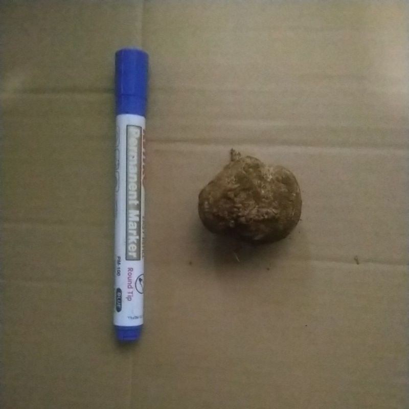 Umbi Bunga Dahlia Ukuran Medium