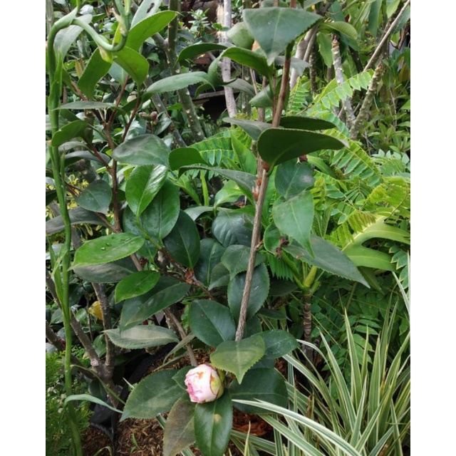bibit bunga camelia warna ping murah banget