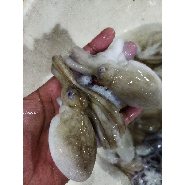 

Baby Gurita Segar 1~Kilogram