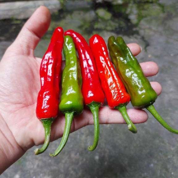 BS-BYL Bibit Cabe Hias Pelangi Benih Tanaman Sayuran Cabai Carolina Reaper Merah Bolivian Rainbow Katokkon Numex Giant Raksasa Sweet Italian Ungu Hitam-CH JEPANG SHISHITO