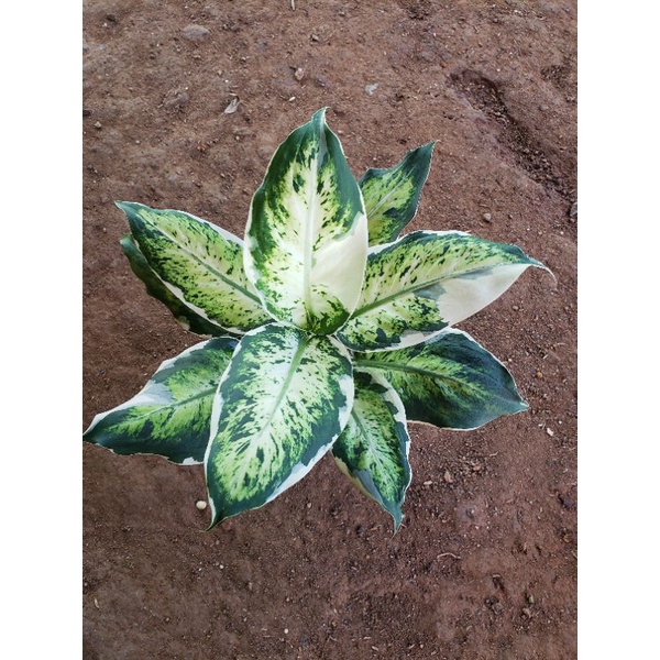 Diven lukisan cinta / diven mawar