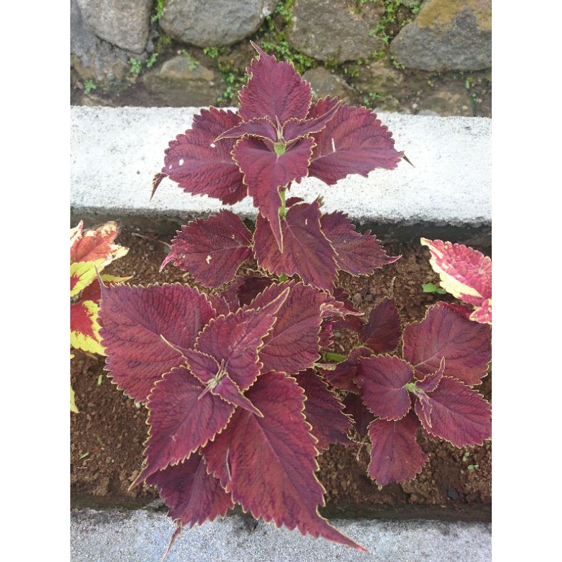 miana / bunga miana / tanaman hias