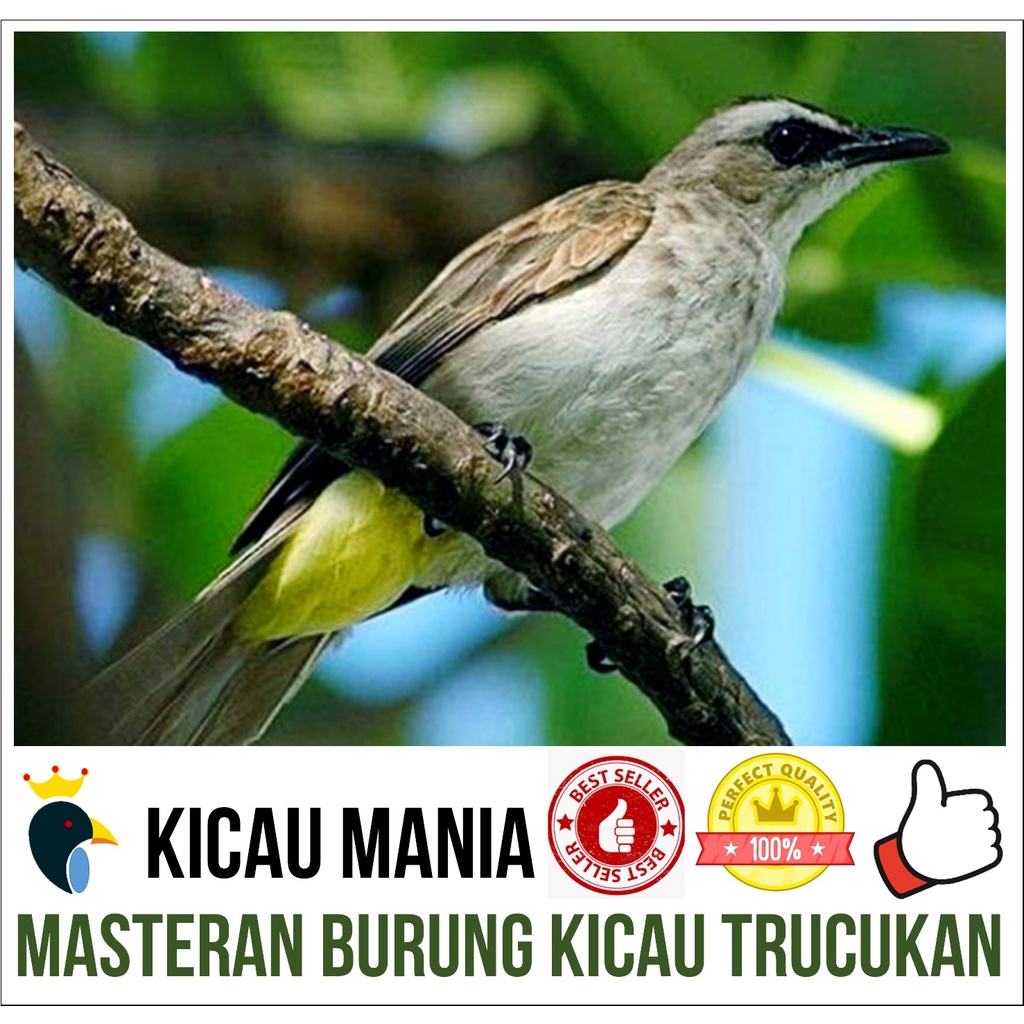 Masteran Burung Trucukan Gacor