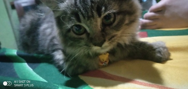 Kemeja Batik Pria Dewasa Lengan Pendek Bahan Katun Stretch, 021 Py#