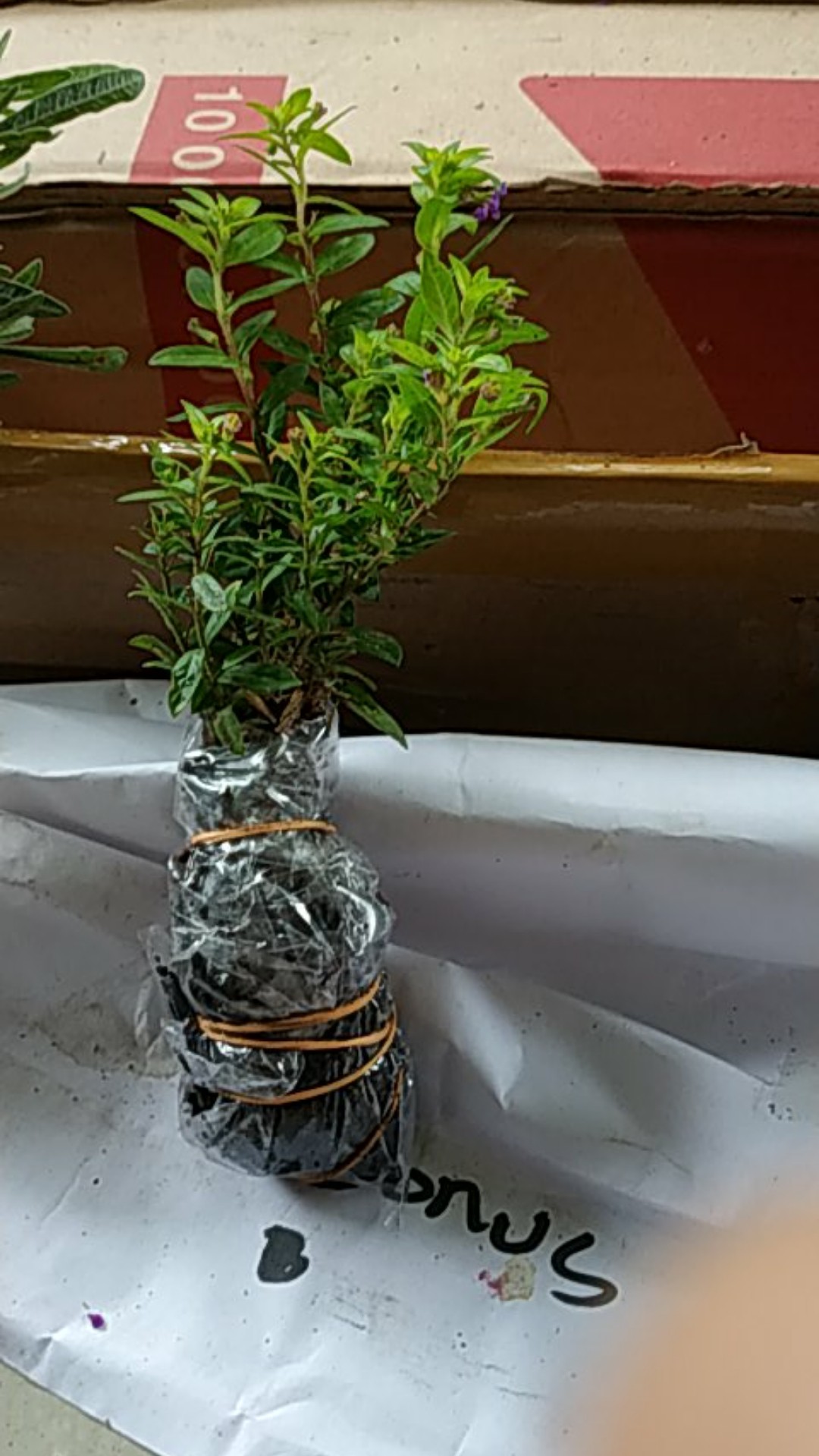 Tanaman Hias - Bunga Krokot Moss Rose