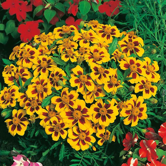 Benih Bunga MARIGOLD FRENCH NAUGHTY MARIETTA 5 BIJI bibit bunga import F1 fothergills