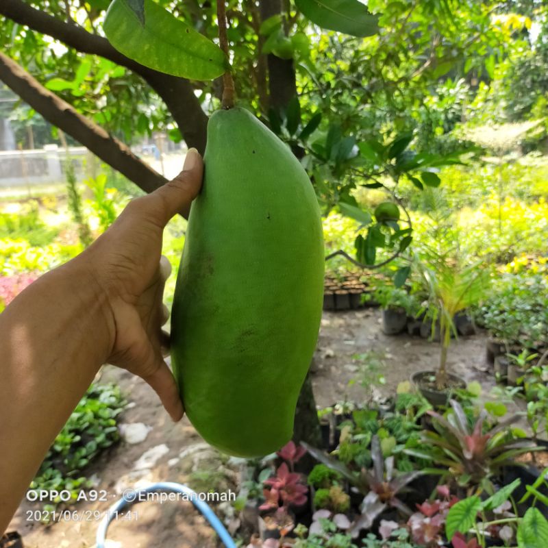 Bibit Tanaman Buah Mangga Mahatir Okulasi Bibit Buah Mangga Mahathir