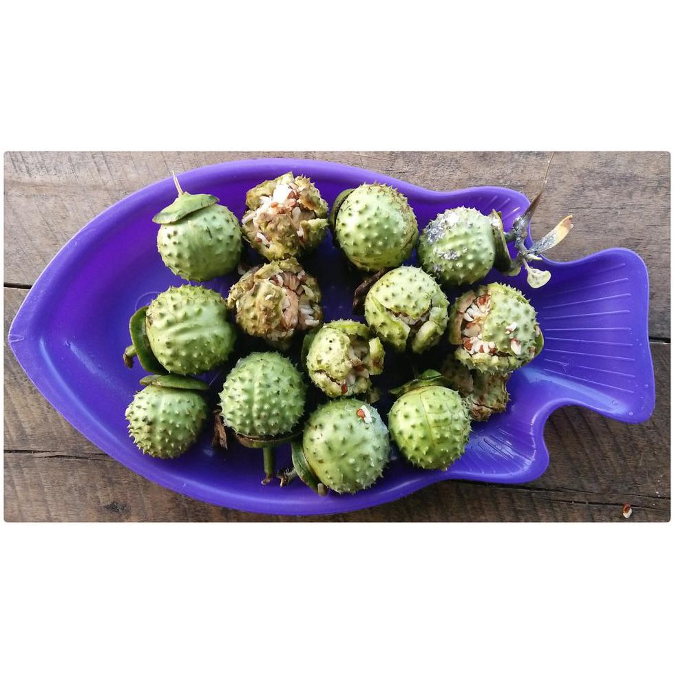 SP2 BUAH KECUBUNG WULUNG SEGAR DM1