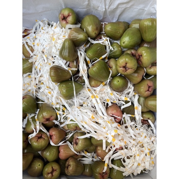 

Jambu Hijau manis garing enak